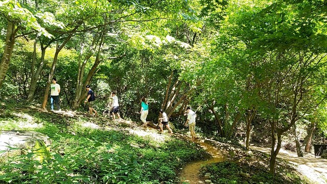 숲 이미지