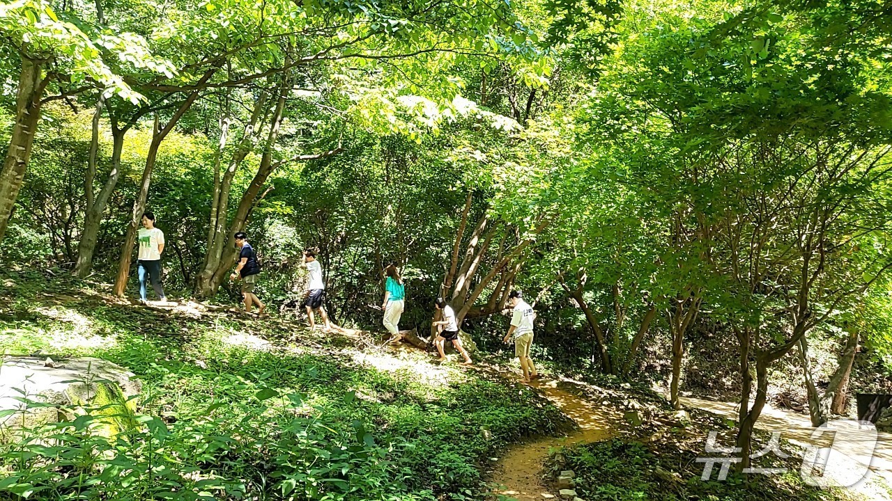 숲 이미지