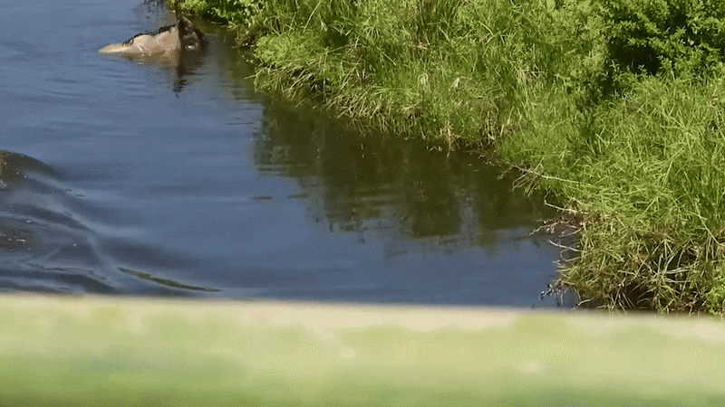 누우가 작은 악어를 피하려다 큰 악어에게 잡아먹히고 있다. /페이스북 @Latest Sightings - Kruger