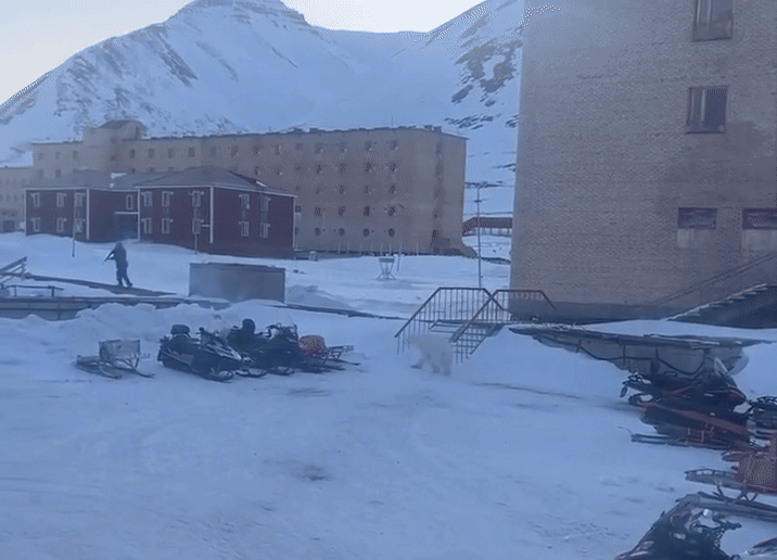 영상에는 한 남성이 자신에게 달려드는 북극곰을 피하고자 그가 타고 온 것으로 보이는 근처 스노모빌까지 10여 m를 내달려 손에 쥐고 있던 총까지 버리고 간신히 탈출에 성공하는 장면이 담겼다. 출처=레베카 바크