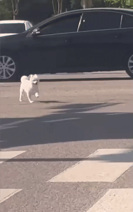 차창 밖으로 떨어진 하얀 강아지가, 위험천만하게 차도를 배회하고 있다./사진=스레드(@rj_0723)