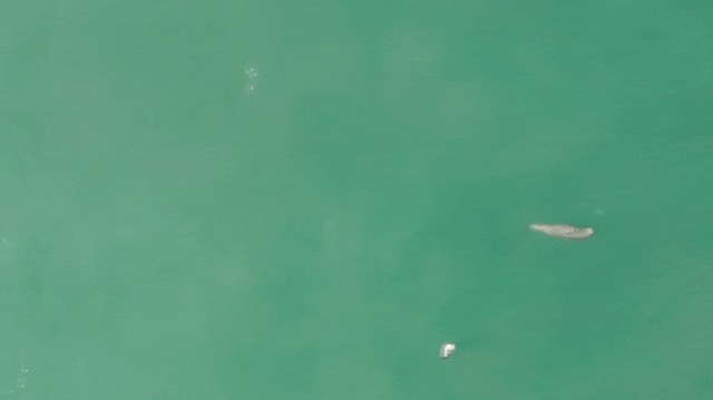 작년 1월부터 올해 4월까지 한려해상국립공원 근처 바다에서 포착된 만삭의 상괭이. 2025.5.1 국립공원공단 제공