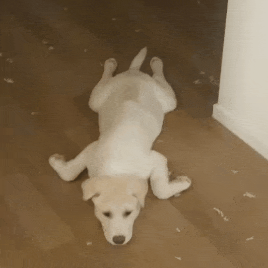 물개 자세가 특징인 반포의 어릴 적 모습(인스타그램 banpo_puppy 제공) ⓒ 뉴스1