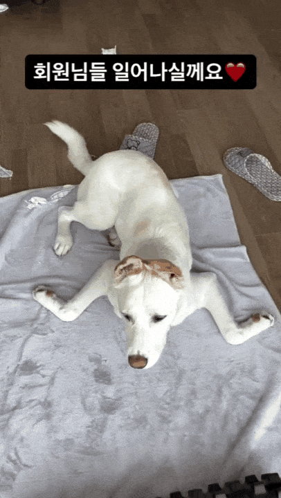 다 커서도 물개 자세를 자주 취하는 반포(인스타그램 banpo_puppy 제공) ⓒ 뉴스1