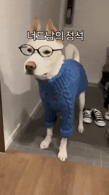 어떤 패션 소품도 편안하게 소화하는 반포(인스타그램 banpo_puppy 제공) ⓒ 뉴스1