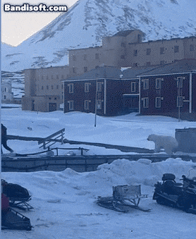 돌진하는 북극곰을 피해 달아나는 남성./유튜브