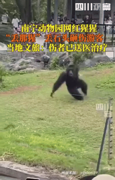 [서울=뉴시스] 중국의 한 동물원에서 침팬지가 관람객에게 돌을 던져 다치게 하는 사건이 발생했다. (사진=바이두) *재판매 및 DB 금지