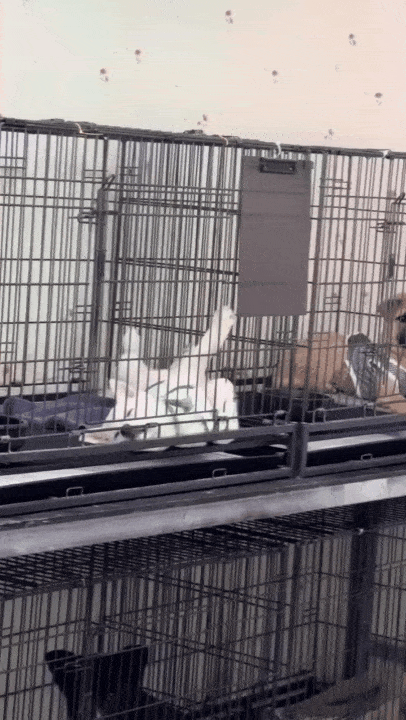 봉사자들이 깔아준 헌 수건 위에서 쉬고 있는 강아지들(인스타그램 @hye5524__ 제공) ⓒ 뉴스1