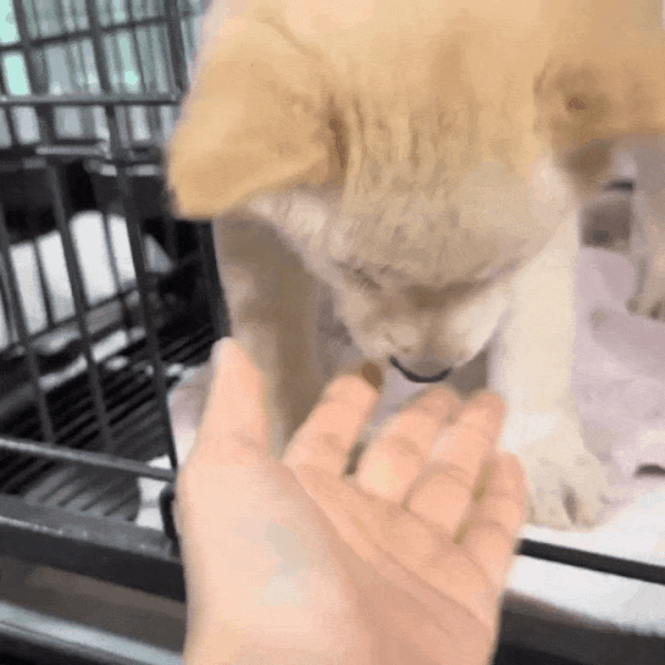 밀양시 동물보호소에는 어린 강아지들이 유독 많이 입소한다(인스타그램 @hye5524__ 제공). ⓒ 뉴스1