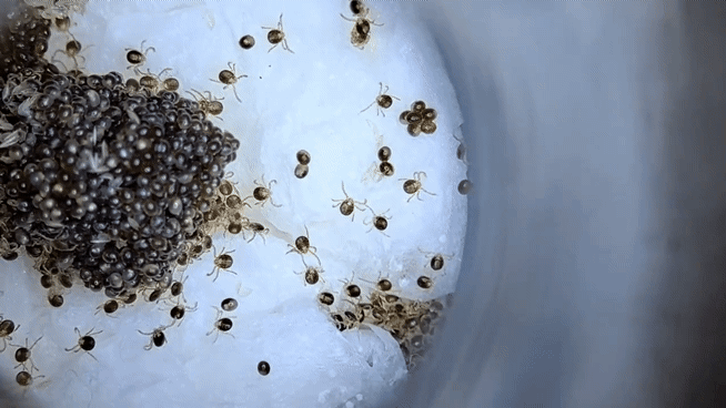 참진드기. [질병관리청 제공]