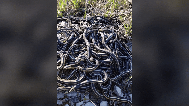 가터뱀이 짝짓기를 위해 공처럼 뭉치고 있다. /인스타그램 @snakeaholic