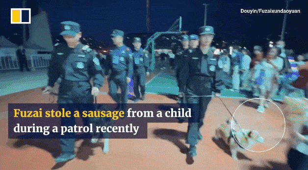 중국 최초의 코기 경찰견 ‘푸자이’가 순찰 중 아이의 소시지를 빼앗아 먹은 뒤, 음식을 참는 훈련을 받는 모습. 중국 산둥성(省) 웨이팡 공안국 제공