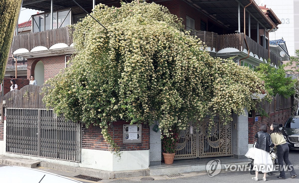 목향 이미지
