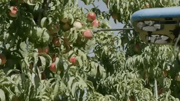 테벨의 비행 자율 로봇(Flying Autonomous Robots, FAR)이 과일을 자동 수확하는 모습 (테벨 공식 유튜브 갈무리)