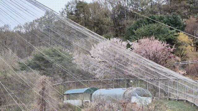 동물원에 날아 둥지를 지은 황새. 유려하게 선을 그리며 날고 있다. 김정호(청주동물원) 제공