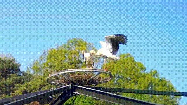 청주동물원에서 달아준 인공둥지를 열심히 꾸미고 있는 황새 암수. 김정호(청주동물원 제공)