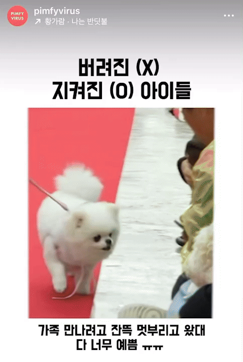 /사진=핌피바이러스, 인스타그램(@pimfyvirus)