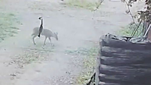 양평 옥천면의 한 농가 울타리 넘는 고라니로 추정되는 야생동물. 독자 제공