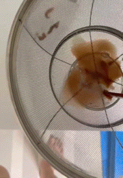 유명  유제품 업체 A사 단백질 음료에서 발견된 단백질 덩어리. [사진 = 독자 제공]