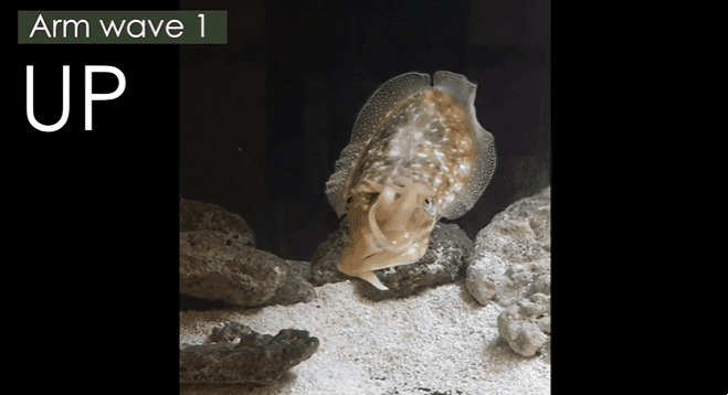 프랑스 파리 고등사범학교 소속 신경 과학자인 소피 코헨보데네와 페터 네리는 갑오징어가 다리를 올리거나(up) 옆으로 눕혀(side) 의사소통을 하는 방식을 확인했다. 출처=바이오아카이브(BioRxiv)