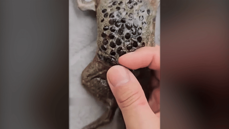 새끼 피파개구리가 어미의 등에서 빠져나오고 있다. /페이스북 @WTF TELLY