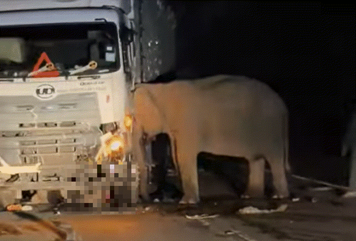 새끼 코끼리가 대형 트럭에 치여 숨지자 트럭을 밀어내려다가 불가능하자 머리를 차체에 댄 채 자리를 떠나지 못하는 엄마 코끼리의 모습. [사진 = Hadi Mua‘fi Taufik 페이스북 갈무리]