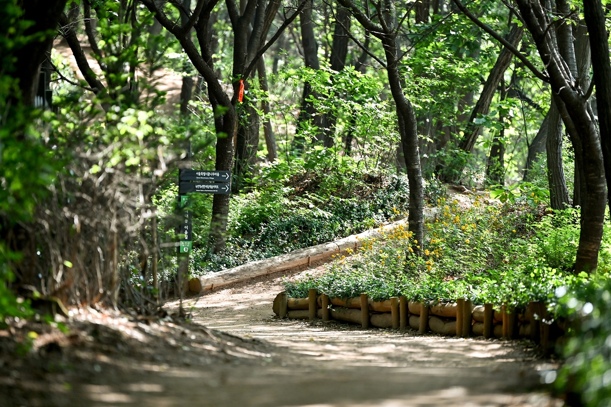 숲길발길 이미지