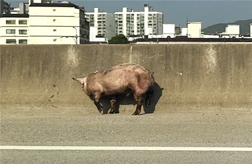 돼지만 이미지