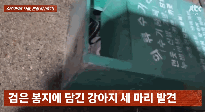 유기된 강아지들을 발견하는 모습. 〈영상=JTBC '사건반장'〉