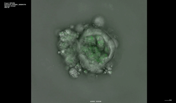 인플루엔자 바이러스(PR8-GFP)에 감염된 문둥이박쥐의 소장 오가노이드 타임랩스 영상.(과학기술정보통신부 제공)