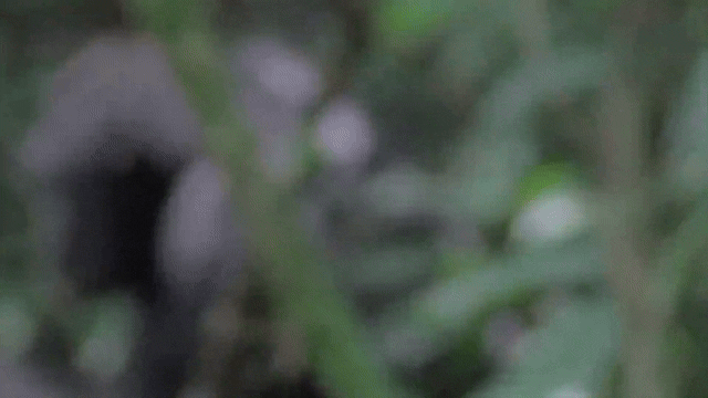 2021년 10월 6일(현지시간) 우간다 부동고 숲에 서식하는 침팬지 집단인 ‘손소’(Sonso)의 수컷 성년 개체가 암컷과 교미 후 나뭇가지를 부러뜨려 잎사귀로 성기를 닦은 후 그 잎사귀의 냄새를 맡고 핥아 버리고 있다. 2025.5.14 진화 및 생태 첨단연구 게재 논문 자료