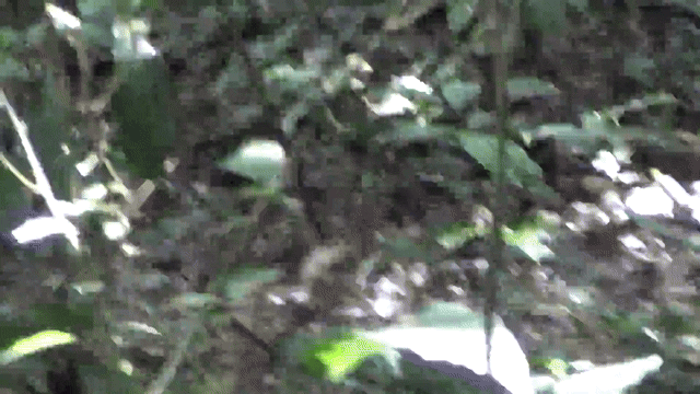 2021년 10월 6일(현지시간) 우간다 부동고 숲에 서식하는 침팬지 집단인 ‘손소’(Sonso)의 수컷 성년 개체가 암컷과 교미 후 나뭇가지를 부러뜨려 잎사귀로 성기를 닦은 후 그 잎사귀의 냄새를 맡고 핥아 버리고 있다. 2025.5.14 진화 및 생태 첨단연구 게재 논문 자료