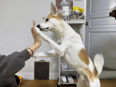 '우주와 하이파이브!' (서울=연합뉴스) 오인균 인턴기자 = 지난 10일 서울 관악구에 위치한 30평대 임시보호 공유주택 '와르와르 하우스에서 입주자들과 함께 사는 '우주'. 2025.05.17