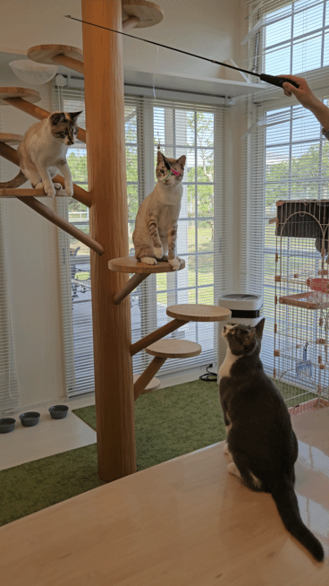 츠즈키학원 관계자가 13일 원헬스 가든에 살고 있는 고양이들을 돌보고 있다. ⓒ 뉴스1 최서윤 기자