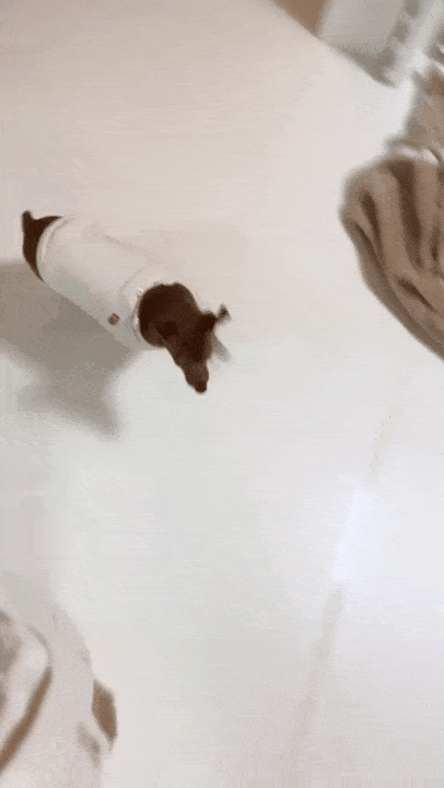 대추의 식전 루틴(인스타그램 daechusz 제공) ⓒ 뉴스1