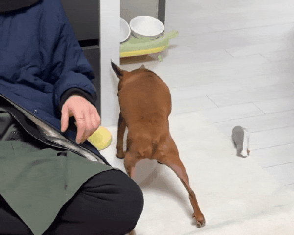 보호소에서 7년을 지내며 사람 손길을 거부하던 대추는 입양 후 사랑 받기를 즐기는 강아지로 변했다(인스타그램 daechusz 제공) ⓒ 뉴스1