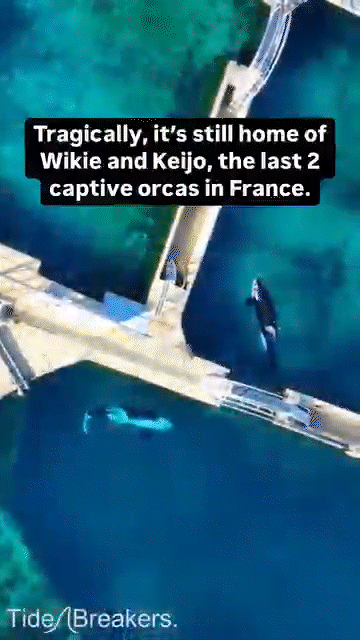 캐나다 환경단체가 공개한 프랑스 폐쇄 해양 동물원의 범고래들. 출처=타이드브레이커스