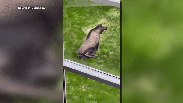 [서울=뉴시스] 미국 알래스카주의 한 병원 앞 잔디밭에서 야생 무스가 새끼를 출산하는 장면이 포착됐다. (사진 = 알래스카뉴스소스 갈무리) 2025.05.20. *재판매 및 DB 금지