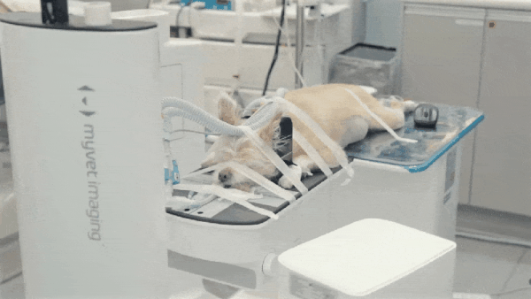 우리엔의 동물 치과 전용 MyVet CT D 촬영 영상(우리엔 제공) ⓒ 뉴스1