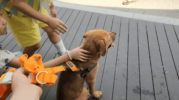 어린 아이들이 칸초를 쓰다듬고 있다. ⓒ 뉴스1 한송아 기자