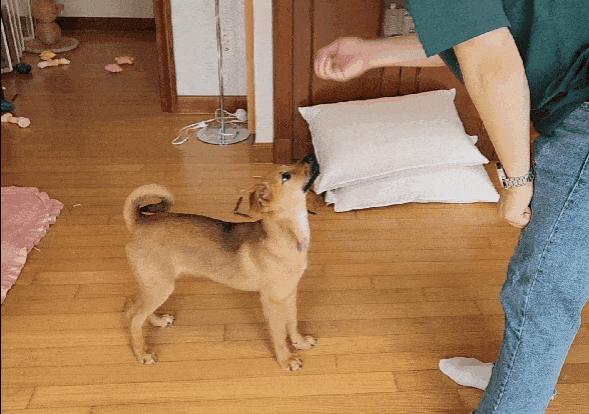 '앉아', '엎드려' 모두 습득한 강아지 '칸초' ⓒ 뉴스1 한송아 기자