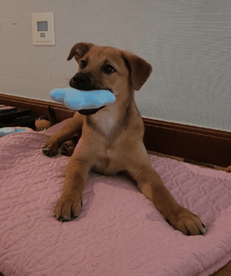 밝고 명랑한 성격의 강아지 칸초 ⓒ 뉴스1 한송아 기자