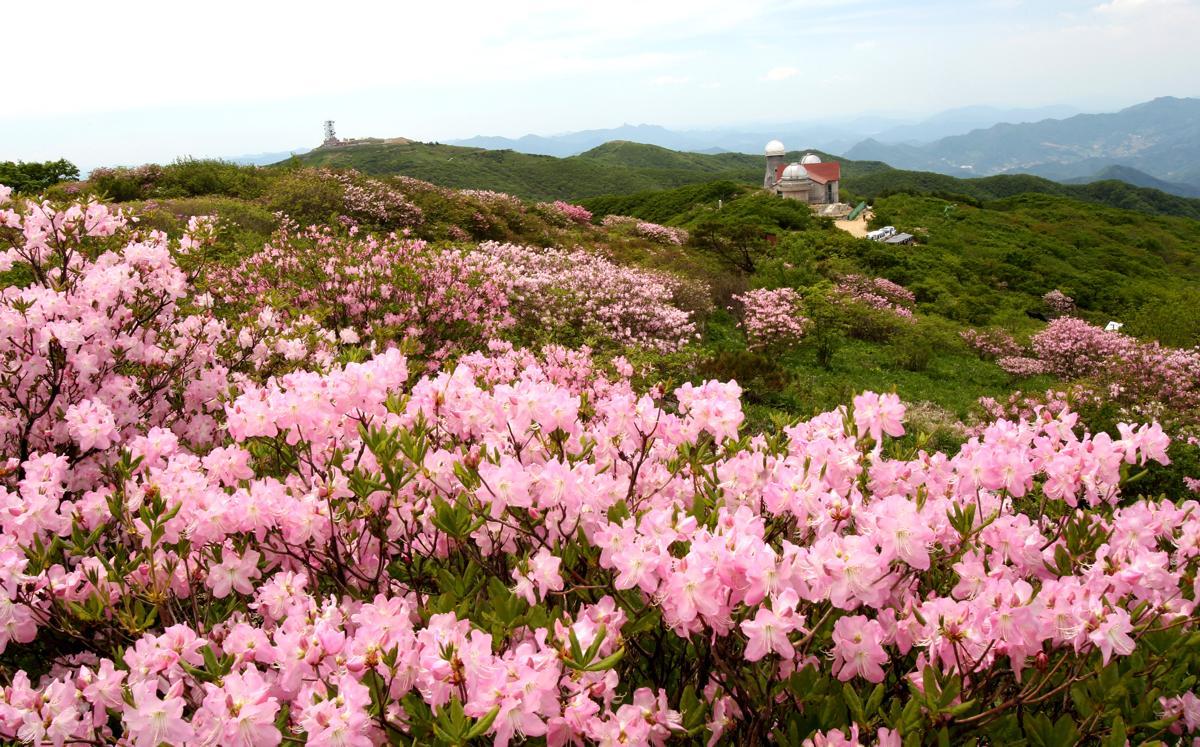 보러 이미지