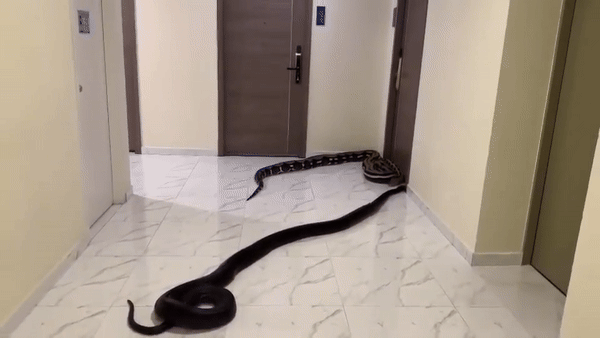 옆집 개 짖는 소리에 분노한 태국인이 복도에 뱀을 풀어놓았다./사진=아카라폰 와나손 페이스북 캡처