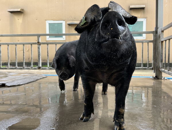 농진청 난지축산연구센터가 개발한 난축맛돈