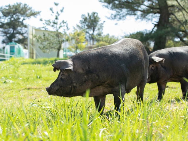 한국형 흑돼지 난축맛돈