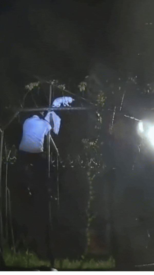 9일(현지시간) 남미 코스타리카 법무부는 지난 6일 리몬 지역 포코치주 교도소에 마약을 밀반입하려던 고양이가 붙잡혔다고 밝혔다. 2025.5.9 코스타리카 법무부