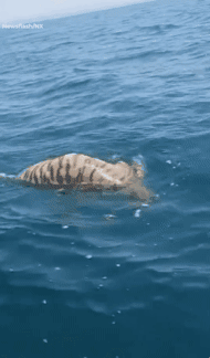 지난 18일 러시아 블라디보스토크 해안에서 어업 중이던 어부들이 시베리아호랑이 사체(사진)가 발견하고 당국에 신고했다. 텔레그램 영상 캡처