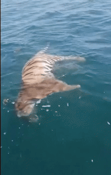 [뉴시스] 러시아 동부 해상에서 멸종위기종인 백두산 호랑이의 사체가 발견돼 현지 당국이 수사에 착수했다. (영상=데일리메일) *재판매 및 DB 금지