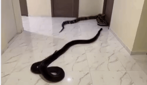 [뉴시스] 태국 방콕의 한 아파트에서 수년간 시끄럽게 짖는 반려견을 방치한 이웃에 분노한 남성이 복도에 대형 뱀 두 마리를 풀어 놓는 일이 벌어졌다. (영상=아카라폰 와나손 페이스북) *재판매 및 DB 금지